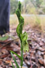 Pterostylis smaragdyna