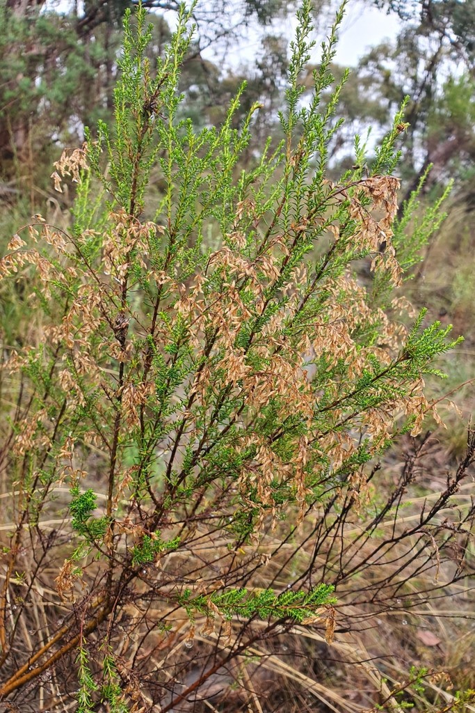 Sifton Bush from Diamond Creek VIC 3089, Australia on June 18, 2021 at 0155 PM by Garry French