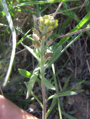 Alyssum desertorum