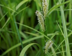 Carex sordida
