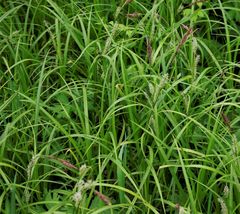 Carex sordida