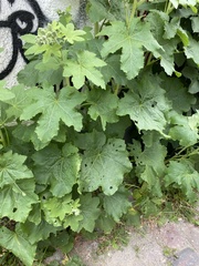 Alcea rosea