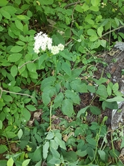 Aegopodium podagraria