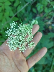 Aegopodium podagraria