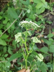 Aegopodium podagraria