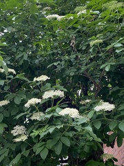 Sambucus nigra