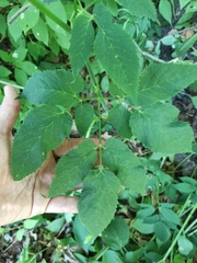 Aegopodium podagraria