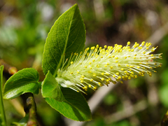 Salix glabra