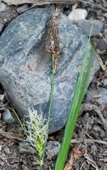 Carex sordida