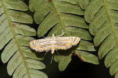 Parapoynx villidalis