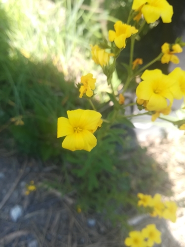 Linum flavum (Linum flavum)