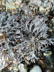Chondrus crispus