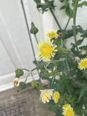Sonchus