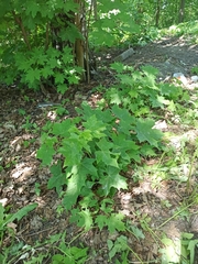 Acer platanoides