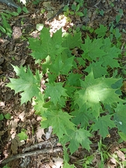 Acer platanoides