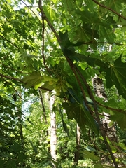 Acer platanoides