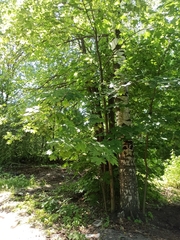 Acer platanoides