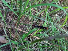 Lepidoptera