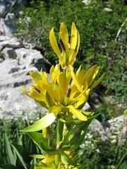 Gentiana lutea symphyandra