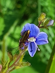 Chrysanthia