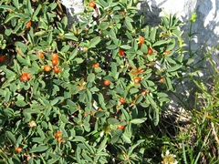 Daphne alpina