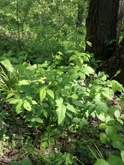 Vicia venosa baicalensis