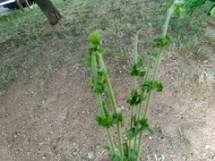 Origanum majorana