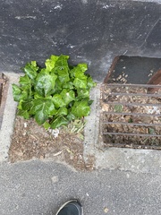 Hedera helix