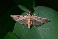 Lamprosema tampiusalis