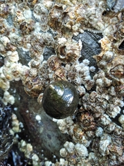 Littorina littorea