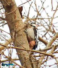 Dendrocopos syriacus