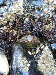 Carcinus maenas