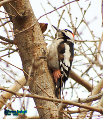 Dendrocopos syriacus