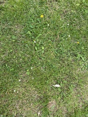 Trifolium repens