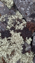 Cetraria ericetorum