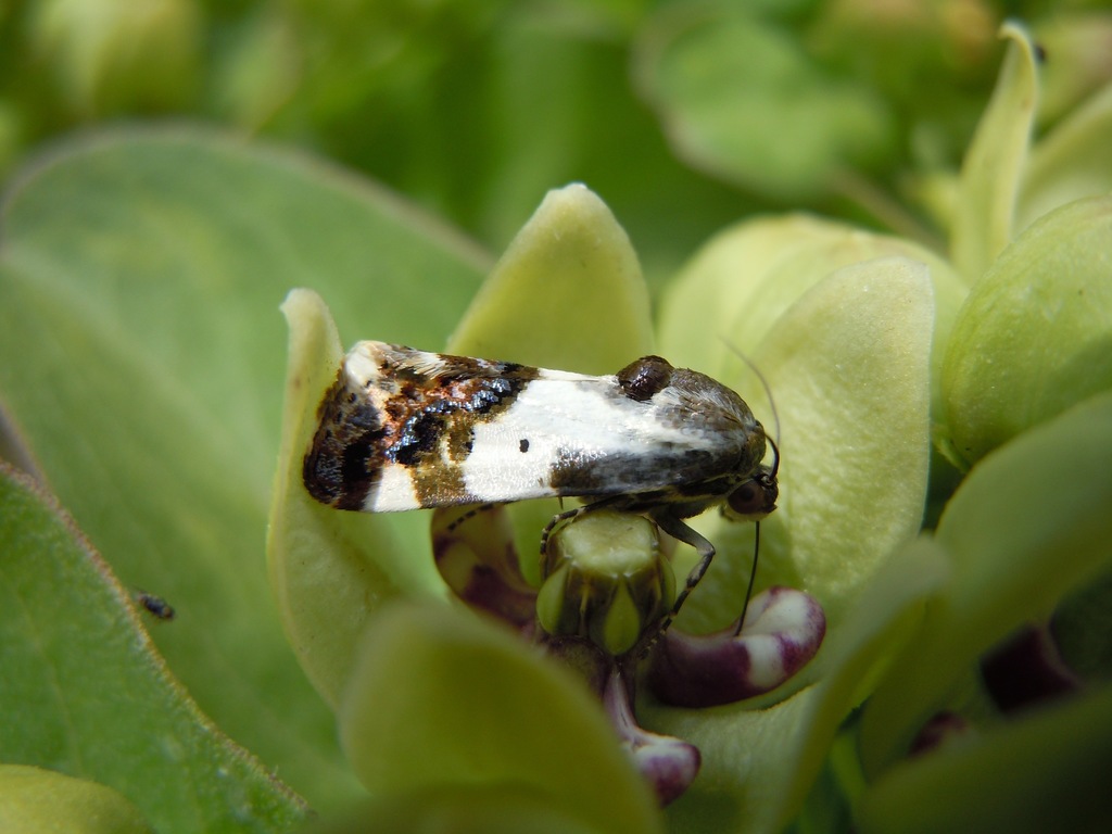 Tarache abdominalis