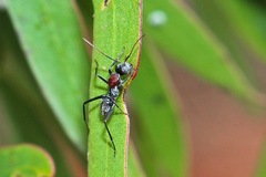 Myrmophyma