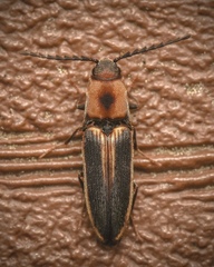Megapenthes limbalis