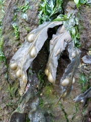 Fucus vesiculosus