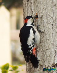 Dendrocopos syriacus