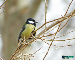 Parus major