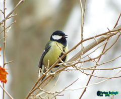 Parus major