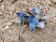 Cyaniris semiargus