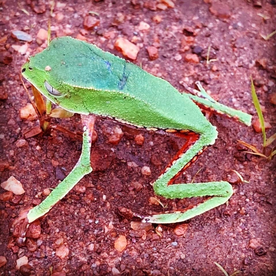 White-lined Leaf Frog