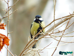 Parus major