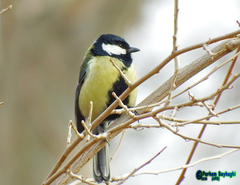 Parus major