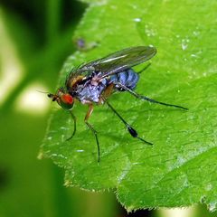 Dolichopus wahlbergi