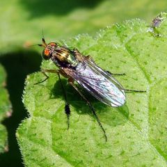 Dolichopus wahlbergi