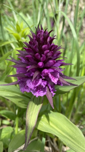 Black Sea Marsh Orchid