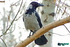 Corvus cornix
